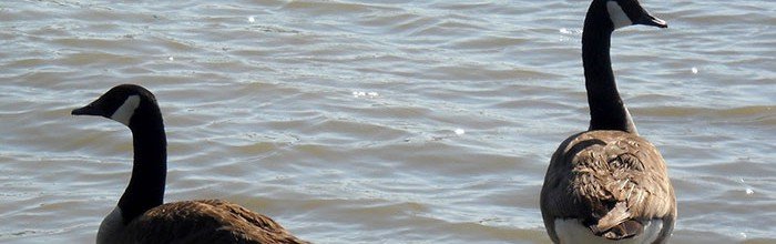 Geese Control Services New Jersey