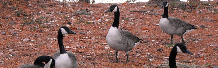 Border Collies Are Used