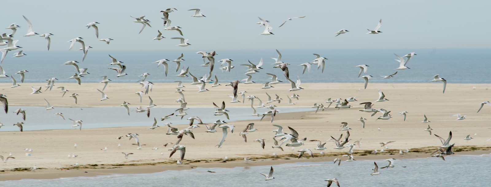 bird removal in St. Augustine, FL