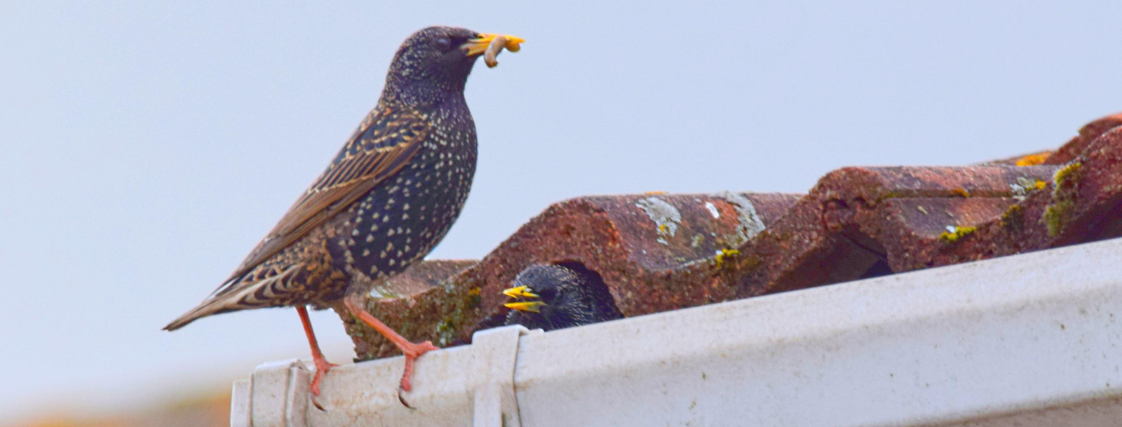 starling bird control