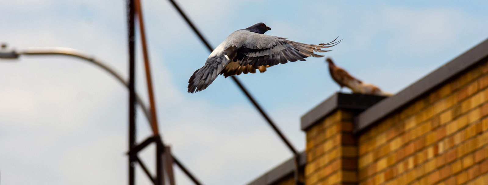 Salt Lake City, UT Bird Control, Bird Netting, Bird Removal