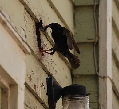 new orleans bird in vent removal