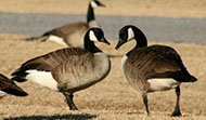 nationwide goose control services