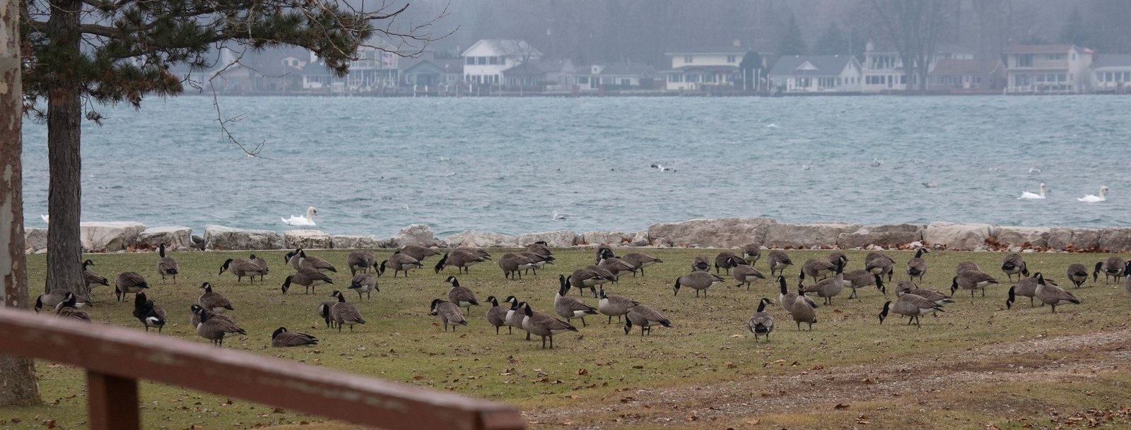 virginia commercial goose control