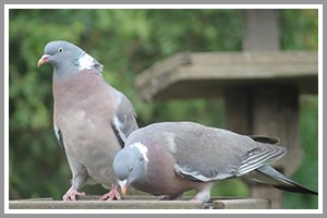 pigeon removal alexandria va