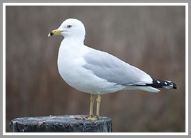 seagull deterrent virginia