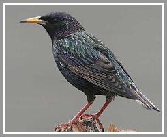 starlin bird deterrent fairfax va