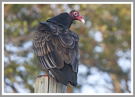 vulture removal leesburg va